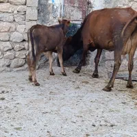 گاو وگوساله