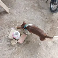 سگ پا کوتاه