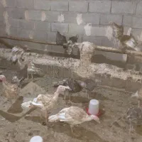 فروش بوقلمون