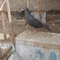 سرور هفت رنگ نر جوانه و زاغ