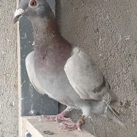 سینه سرخ جوجه آلمانی پلاکی پولکی دم سفید نظام دوست