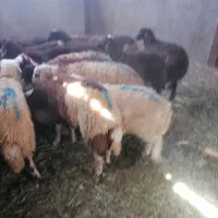 بره برای پرواربندی