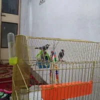 جفت فنچ زبر و نرگسی بلبلی|پرنده|اهواز, اسلام آباد غربی|دیوار