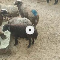 یک راس قوچ دوسال میش رون|حیوانات مزرعه|داران, |دیوار