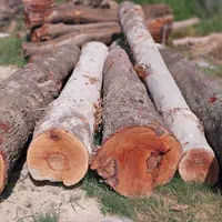 خرید وفروش انواع چوب