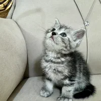 بیریتیش اسکاتیش|گربه|آزادشهر, |دیوار