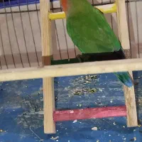 کوتوله برزیلی|پرنده|تهران, دبستان|دیوار