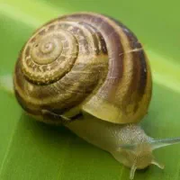 راهنمایی پرورش حلزون