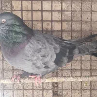 فروشی|پرنده|بم, |دیوار