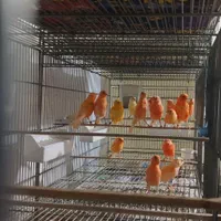 سالن پرورش قناری قدیمی رشت|پرنده|رشت, گلسار|دیوار