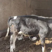 گوساله نر و تلیسه