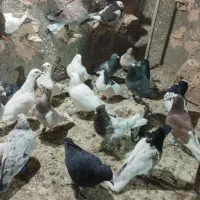 کفتر پرشی به شرط|پرنده|عطاملک, |دیوار