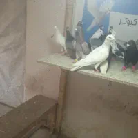 شهرستانی|پرنده|گنبد کاووس, |دیوار
