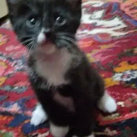 گم شده|حیوانات|تبریز, |دیوار