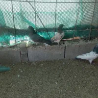 جفت جوجه گرگی