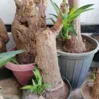 یوکا