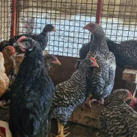 مرغ و خروس آمروک