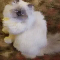 واگذاری گربه ماده پرشین هیمالین