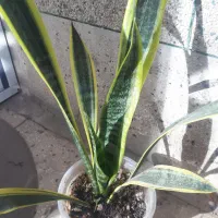 حراج گلهای آپارتمانی