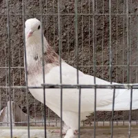 طوقی نر معاوضه با ماده