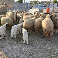 پیش و ور‌‌ک|حیوانات مزرعه|دره شهر, |دیوار