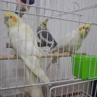 عروس هلندی|پرنده|مشکین‌دشت, |دیوار
