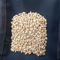 خریدار گندم‌وجو‌وکودب‌قیمت‌مناسب