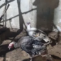 بوقلمون .نیمچه اردک اسراییلی