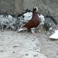دوتا لیلک هوایی
