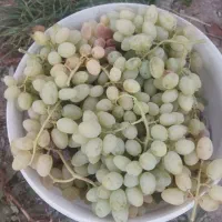سرکه انگور خمری