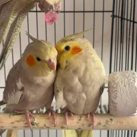 جفت عروس هلندی