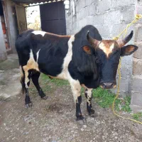 گاو  حامله ورزاکوله|حیوانات مزرعه|سنگر, |دیوار