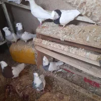 کفتر طوقی|پرنده|قروه, |دیوار