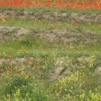 زمین نبش مابین جاده شوط تیموراباد