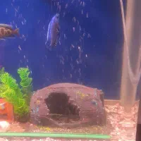 ماهی|ماهی|زاهدان, |دیوار