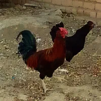 گلین‌لری‌فول|حیوانات مزرعه|فشاپویه, |دیوار