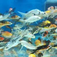 ماهی کوی باله بلند پوست چرم و پولکی