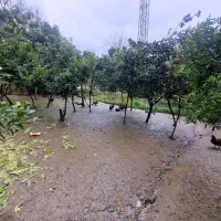 فروش ویلای ۳۷۵ متری در وسطی کلا|فروش خانه و ویلا|قائم‌شهر, |دیوار