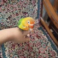 کوتوله برزیلی و مرغ عشق