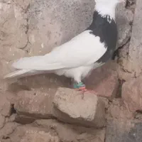 کفتر طوقی ماده به ضمانت توخم جوجه و پرواز قیمت 300