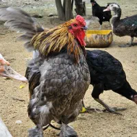 خروس زینتی