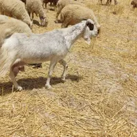 بز ماده  ابستن یک ماه|حیوانات مزرعه|اهواز, پادادشهر|دیوار