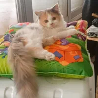 پرشین کلاسیک