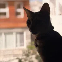 گربه گمشده|حیوانات|کیش, |دیوار