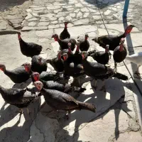 بوقلمون ماده|حیوانات مزرعه|دره شهر, |دیوار