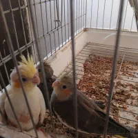 عروس هلندی|پرنده|بندر ماهشهر, |دیوار