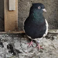 سینه کله بزک سینه سفید پاکستانی|پرنده|شیراز, کوشک میدان|دیوار