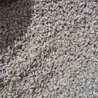 گندم کوهدشت .بوجارشده . تمیز|خوردنی و آشامیدنی|کوهنانی, |دیوار