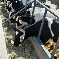 ۱۶راس گوساله صنعتی نر