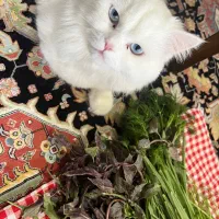 واگذاری گربه
